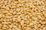 Soya Beans 5